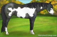 Horse Color:Black Frame 