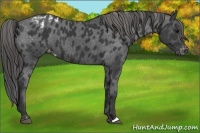Horse Color:Black Appaloosa 