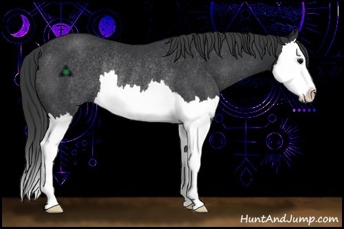 Horse Color:Black Sabino Splash Rabicano 