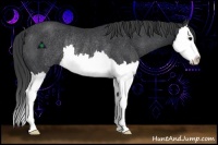 Horse Color:Black Sabino Splash Rabicano 