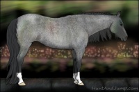 Horse Color:Blue Roan 