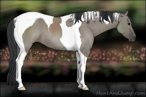 Horse Color:Grullo Roan Tobiano