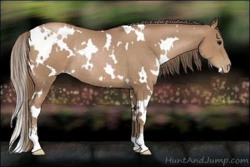 Horse Color:White Spotted Black Pearl Sabino Rabicano 