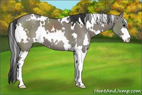 Horse Color:White Spotted Grullo Sabino 