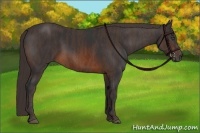 Horse Color:Brown Rabicano Brindle