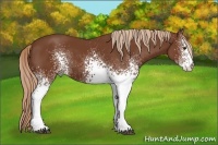 Horse Color:White Spotted Chestnut 