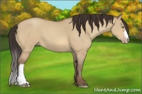 Horse Color:Amber Champagne Dun 