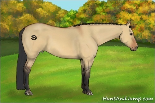 Horse Color:Bay Dun