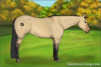 Horse Color:Bay Dun