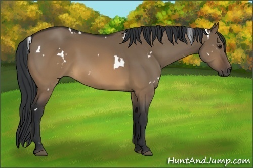 Horse Color:White Spotted Brown Dun 