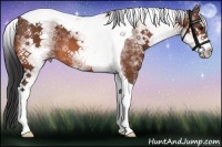 Horse Color:White Spotted Bay Tobiano 