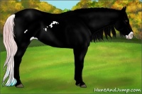 Horse Color:Watercolor White Spotted Palomino Frame Appaloosa 