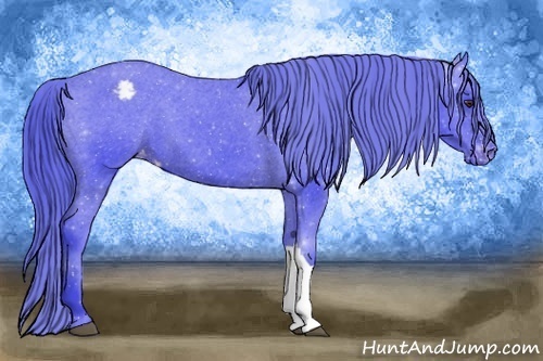 Horse Color:Watercolor Liver Chestnut Appaloosa 