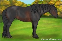 Horse Color:Brown Rabicano Brindle