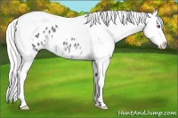 Horse Color:Silver Black Chinchilla Tobiano Appaloosa 