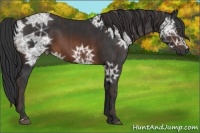 Horse Color:Brown Ice Rabicano  Brindle