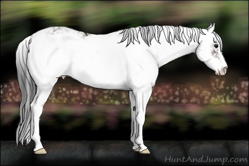 Horse Color:Bay Sabino 