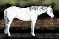 Horse Color:Bay Sabino