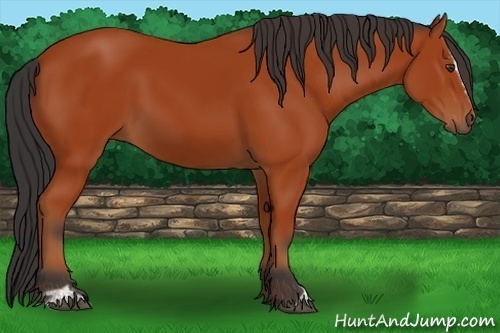 Horse Color:Bay Sabino