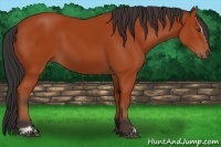 Horse Color:Bay Sabino
