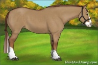 Horse Color:Red Dun Splash 