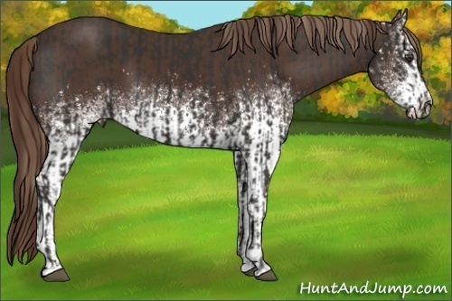 Horse Color:Liver Chestnut Sabino  and White Spotted Liver Chestnut Sabino 