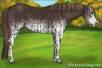 Horse Color:Liver Chestnut Sabino and White Spotted Liver Chestnut Sabino
