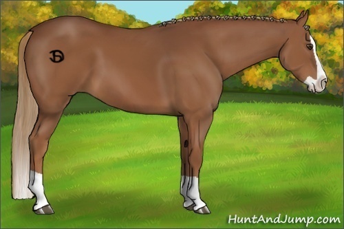 Horse Color:Chestnut Splash 