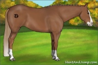 Horse Color:Chestnut Splash 