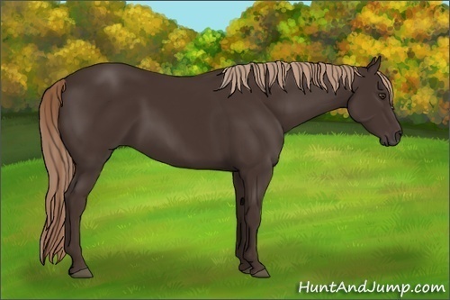 Horse Color:Liver Chestnut 