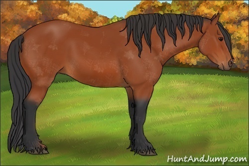 Horse Color:Bay 