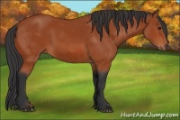 Horse Color:Bay 