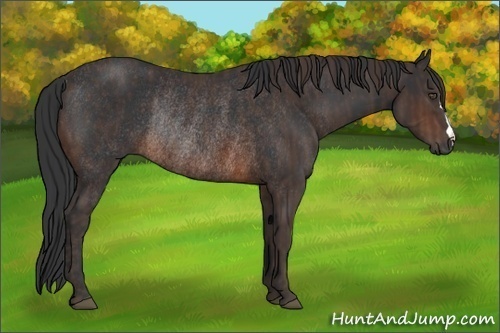 Horse Color:Brown Rabicano Brindle