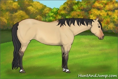 Horse Color:Bay Dun