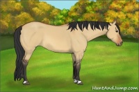 Horse Color:Bay Dun