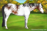 Horse Color:White Spotted Bay 