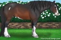 Horse Color:Brown Sabino