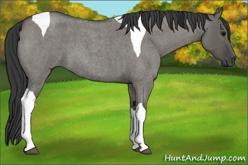 Horse Color:Grullo Roan Tobiano