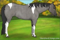 Horse Color:Grullo Roan Tobiano