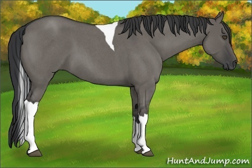Horse Color:Grullo Roan Tobiano 