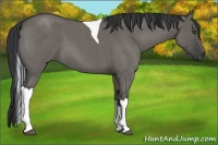 Horse Color:Grullo Roan Tobiano