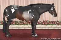 Horse Color:White Spotted Brown Sabino Rabicano Brindle