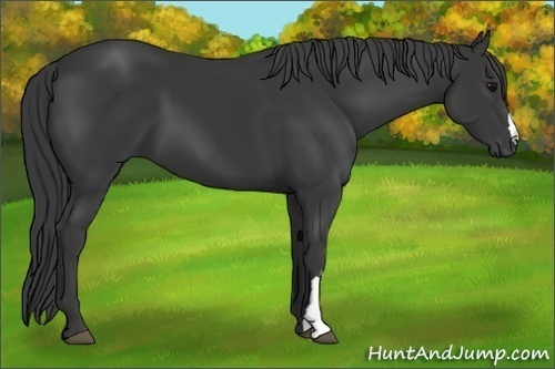 Horse Color:Black 