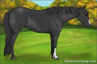 Horse Color:Black 