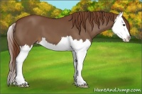 Horse Color:Chestnut Splash 