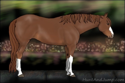 Horse Color:Chestnut 
