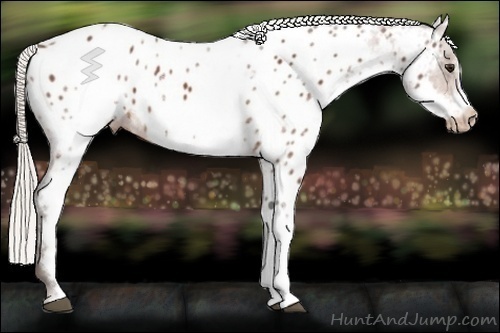 Horse Color:White Spotted Silver Bay Frame Appaloosa 