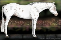 Horse Color:White Spotted Silver Bay Frame Appaloosa