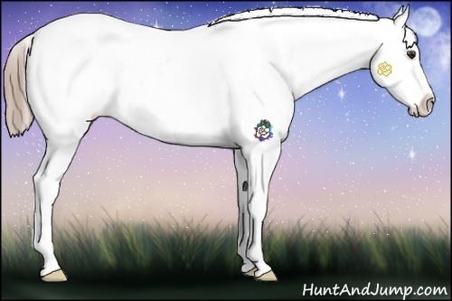 Horse Color:Chestnut Sabino Appaloosa
