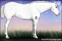 Horse Color:Palomino Sabino Snowflake Varnish